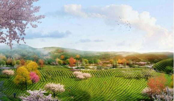 绿城是怎么打造茶主题小镇的？解码杭州龙坞茶镇