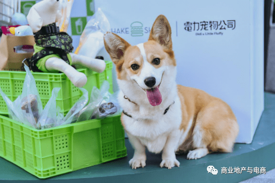 向购物中心进军的宠物店：承租能力如何
