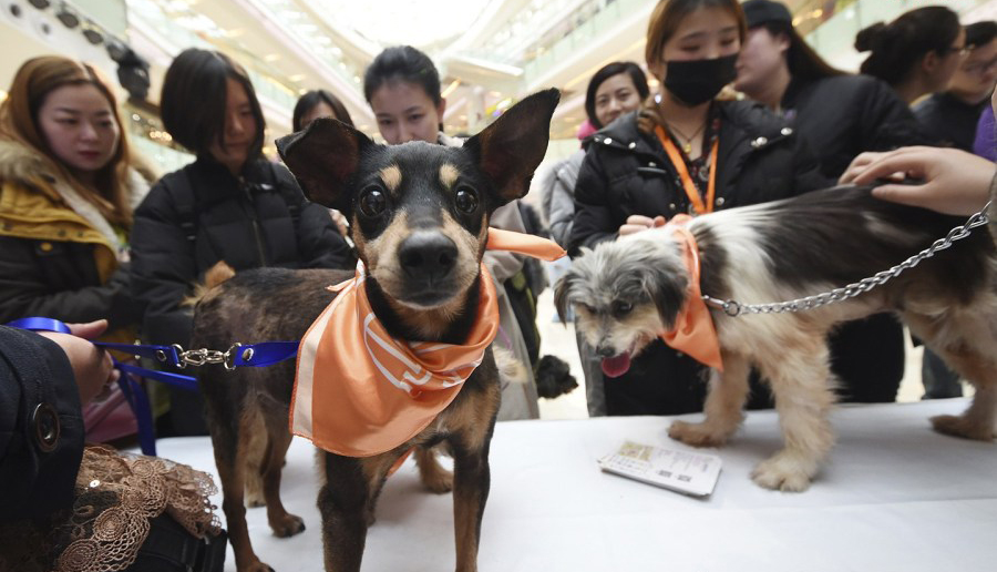 宠物经济成流量引擎，商业地产差异化运营的新赛道？