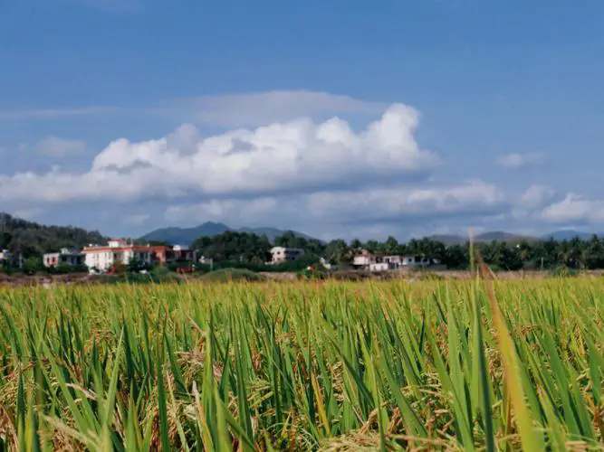 因村施策：探索乡村振兴的多元产业路径