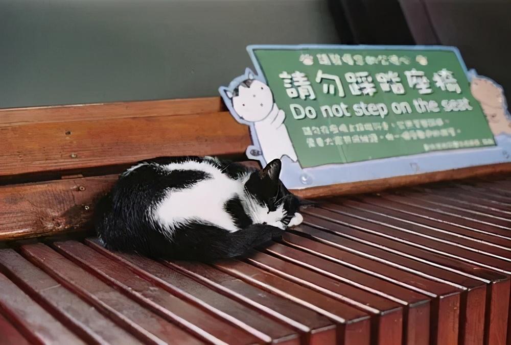 妖怪村、猫村和熊本熊,这些火遍网络的ip是如何打造的?