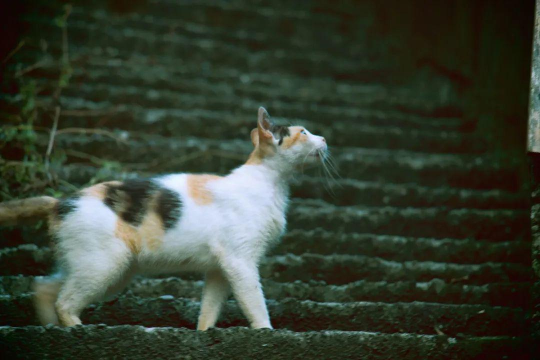 妖怪村、猫村和熊本熊，这些火遍网络的ip是如何打造的？
