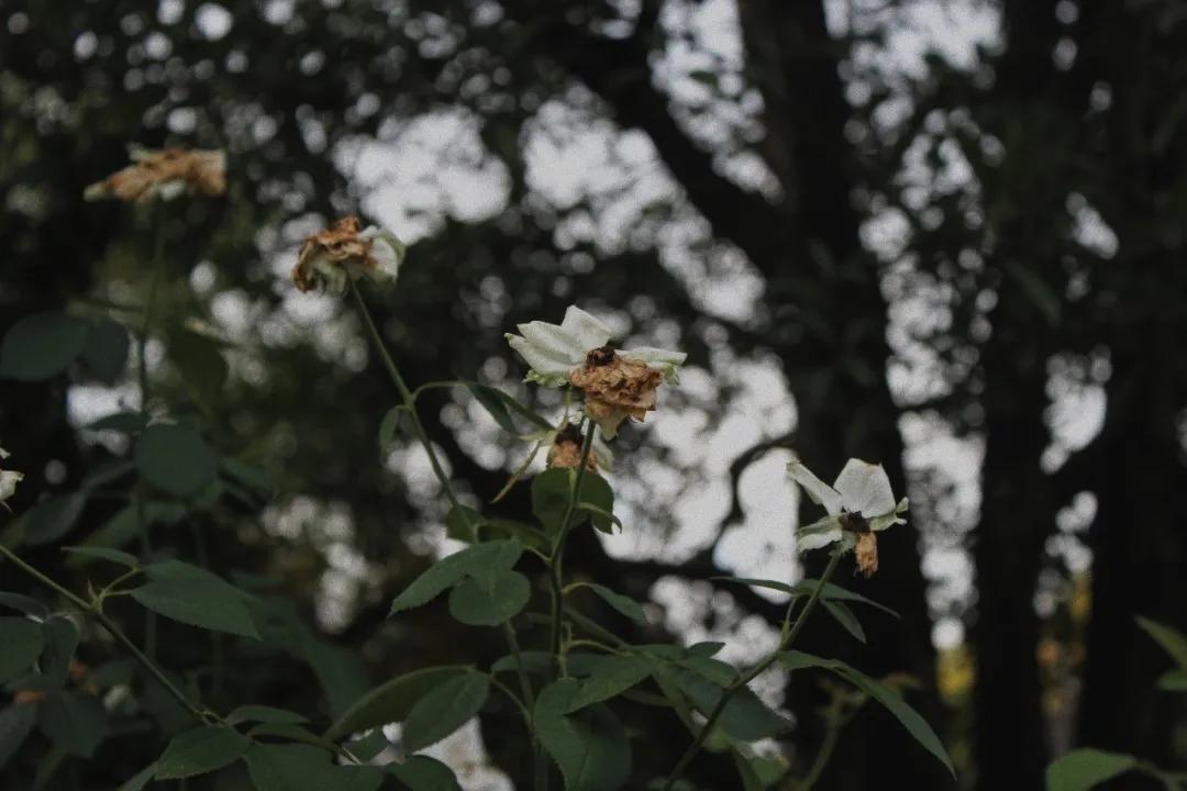 花间堂“落户”绍兴黄酒小镇，酒店如何牵手大文旅？