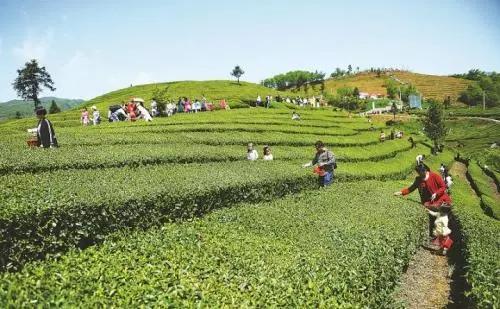 价值20个亿的康养小镇运营商业模式