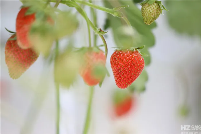 会泽待补镇：打造世界领先的夏季草莓特色小镇
