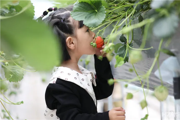 会泽待补镇：打造世界领先的夏季草莓特色小镇