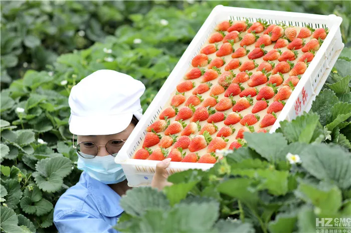 会泽待补镇：打造世界领先的夏季草莓特色小镇