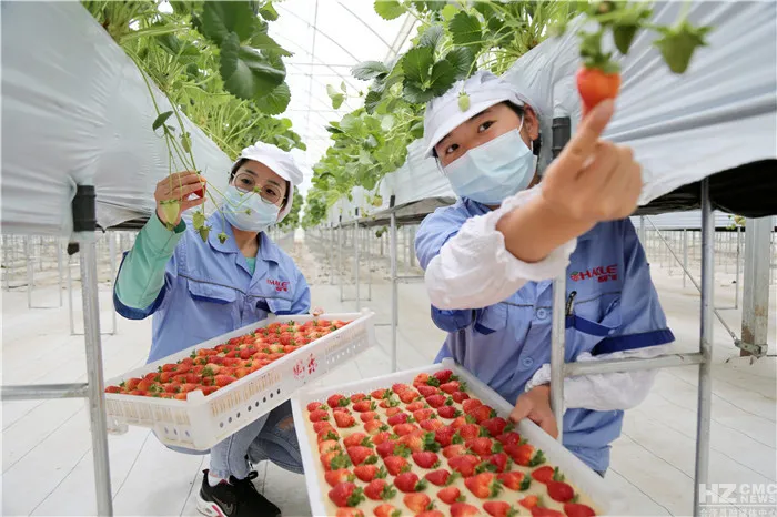 会泽待补镇：打造世界领先的夏季草莓特色小镇
