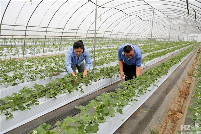 会泽待补镇：打造世界领先的夏季草莓特色小镇